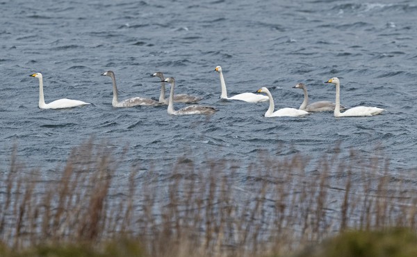LAULUJOUTSENIA OLI TÄNÄÄN LIIKKEELLÄ