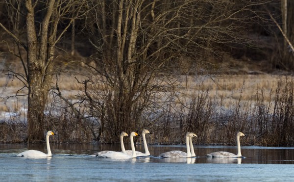 LAULUJOUTSENPERHE HYVELÄNJÄRVELLÄ