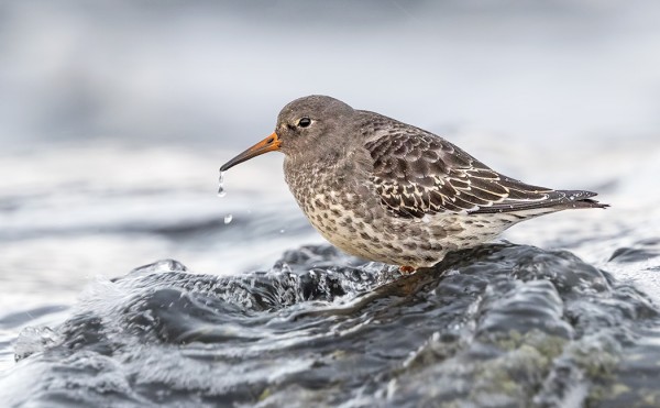 VASTA NYT OLI TALVEN EKA MERISIRRI PÄÄSAAREN RANNASSA