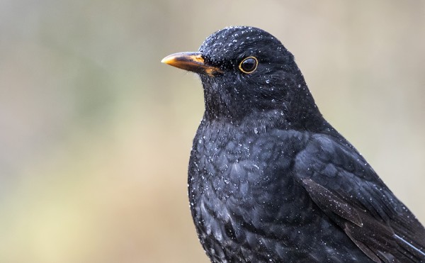 RUNSAAT SATEET NÄKYVÄT MUSTARASTAANKIN ULKOASUSSA