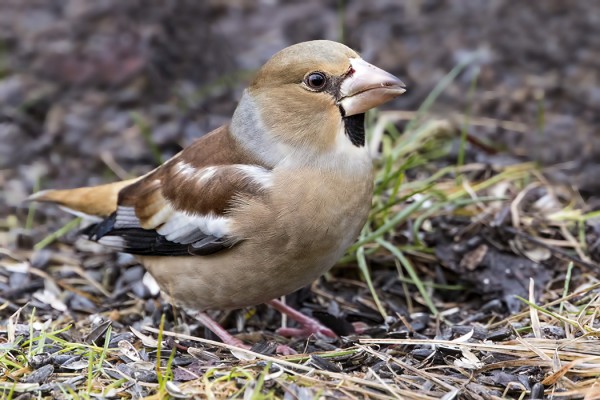 nokkavarpunen_20_Korppoo_12_17