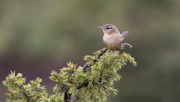 PEUKALOISIA ON SAARESSA KYMMENKUNTA