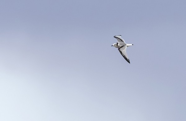 pikkukajava_02_Korppoo_12_17