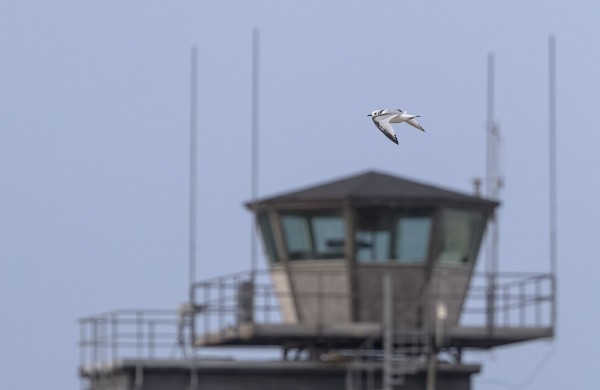 PIKKUKAJAVA OHITTI MERIVALVONTATORNIN