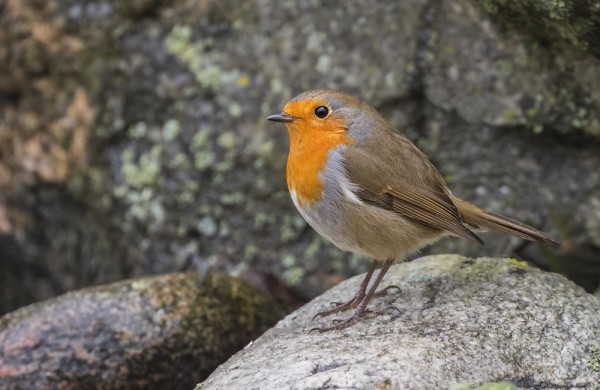 PUNARINTA KÄY HARVAKSELTAAN MEIDÄN RUOKINNALLA