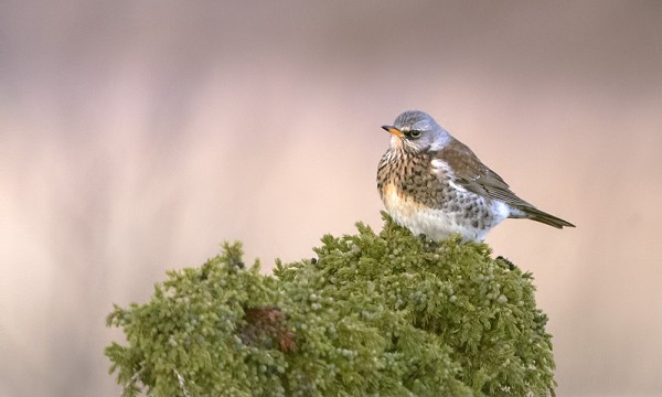 RÄKÄTTIRASTAITA ON EDELLEEN RUNSAASTI LIIKKEELLÄ, UTÖSSÄ NE SYÖVÄT KATAJANMARJOJA