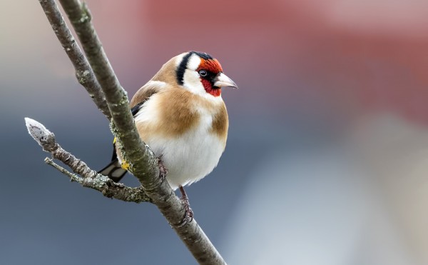 NOKKAVARPUNEN JA TIKLI TÄNÄÄN SAUNALLAMME