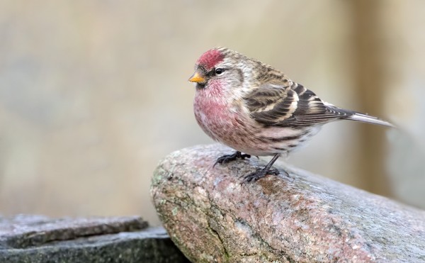 URPIAISIA ON TÄNÄ SYKSYNÄ OLLUT EPÄTAVALLISEN PALJON