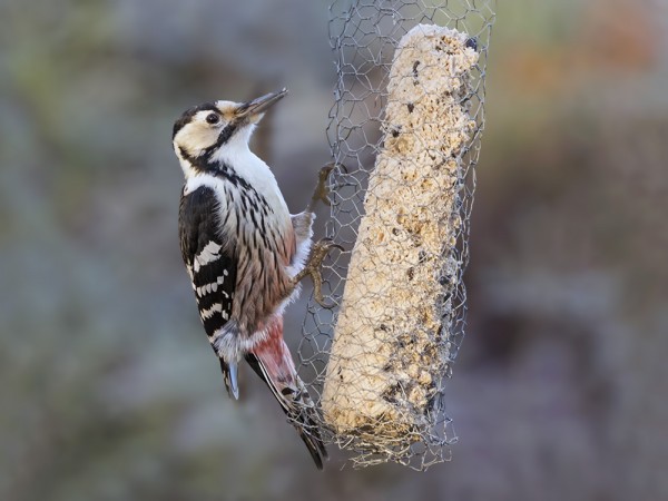 VAIKKA EN NÄISTÄ "TALIPOTKÖTIKKA" KUVISTA OIKEIN TYKKÄÄKKÄÄN, NIIN PAKKOHAN SELLAINENKIN OLI OTTAA VASETISTA.