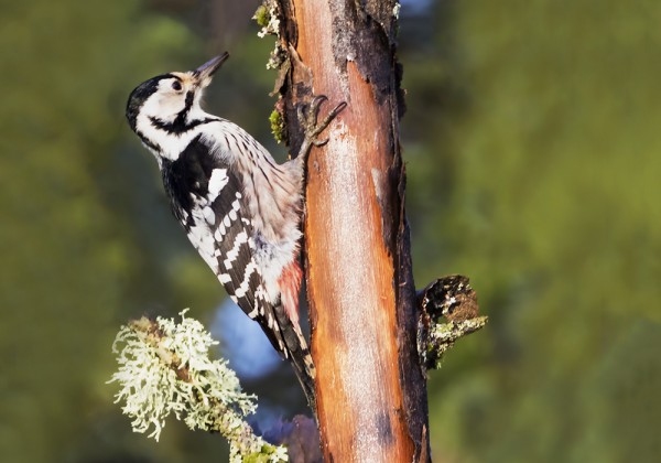 KÄVI VASETI KUORIMASSA PUITAKIN