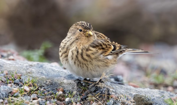 VUORIHEMPPO VIIHTYI EIVORIN SATAMAN LÄHELLÄ