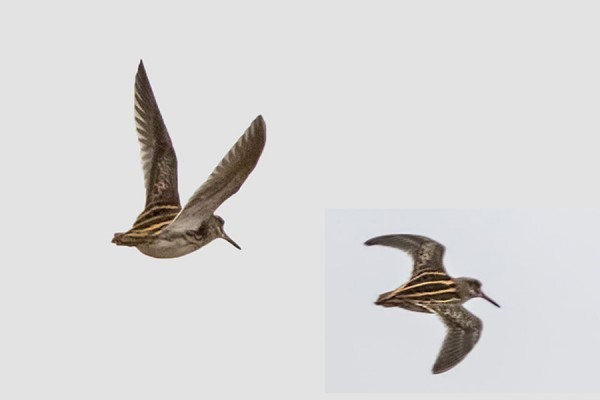 TAMMIKUUN NIUKAT VALOT EIVÄT TARJONNEET SKARPPEJA JÄNKÄKURPPAKUVIA SAAREN PARISTA YKSILÖSTÄ