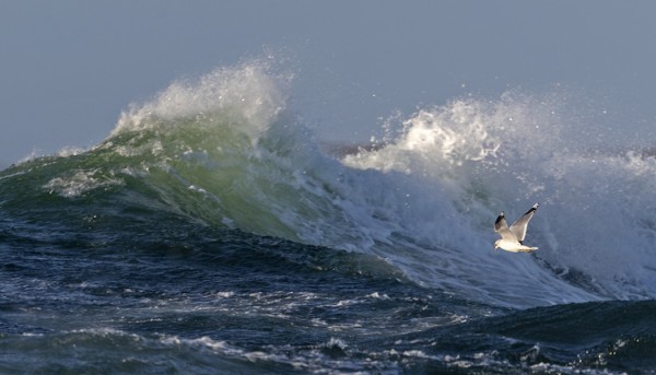 KOMEITA ITÄMEREN AALTOJA, JOISSA KALALOKIT MIELELLÄÄN SURFFAILIVAT