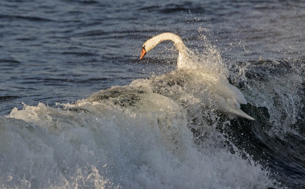 KYHMYJOUTSENET OVAT VÄLILLÄ ISOJENKIN ITÄMEREN AALTOJEN ARMOILLA