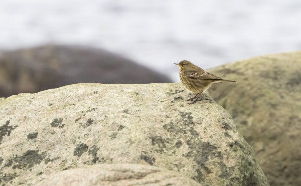 LUOTOKIRVINEN OLI TÄNÄÄN KESNÄSIN RANTAKIVILLÄ