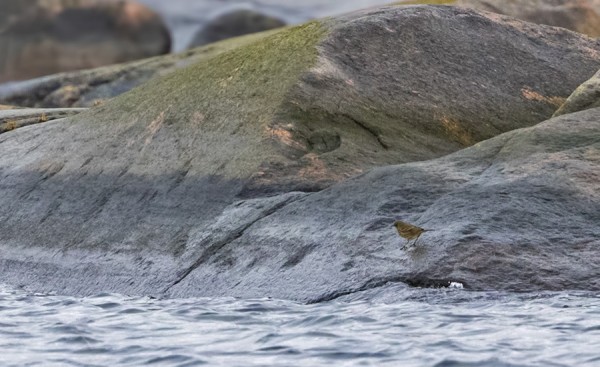 KAUKAA OTETTU KUVA LUOTOKIRVISESTÄ...