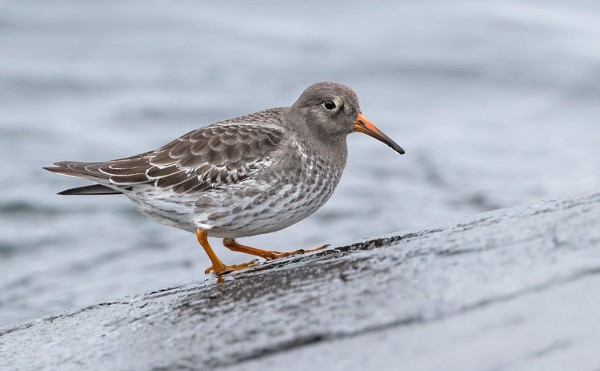 YKSINÄINEN MERISIRRI VIIHTYI EIVORIN UUDEN AALLONMURTAJAN VIERELLÄ