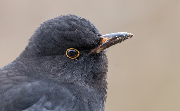 mustarastas_08_Korppoo_12_17