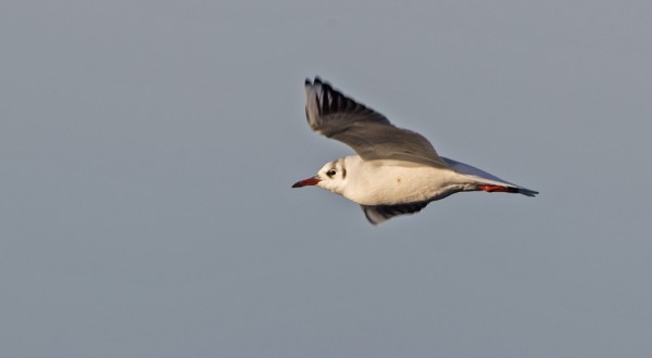 VANHA TALVIPUKUINEN NAURULOKKI VIIHTYY ITÄRANNALLA