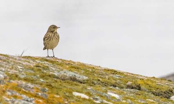 ...JA VÄHÄN LÄHEMPÄÄ NIITTYKIRVISESTÄ