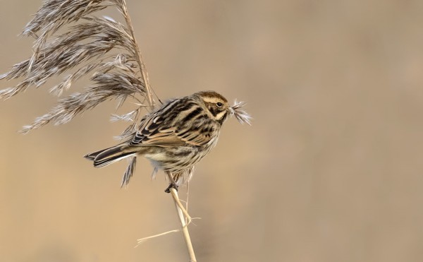 PAJUSIRKUT RUOKAILIVAT TAPANSA MUKAAN RUOVIKOSSA