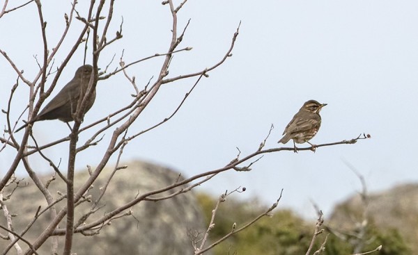 AINAKIN 2 PUNAKYLKIRASTASTA YRITTÄÄ TALVEHTIA SAARESSA
