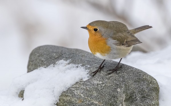 YKSI PUNARINTA VIIHTYY TALOMME LUONA