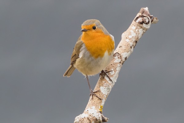 PUNARINTOJA ON VIELÄ MUUTAMIA