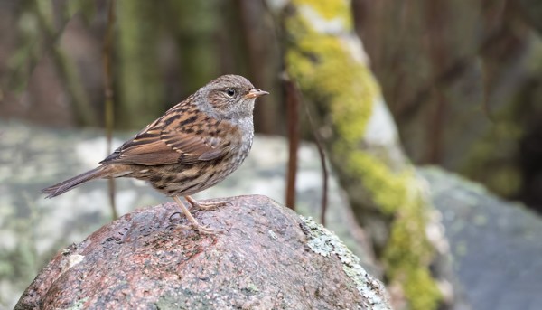 RAUTIAINEN ILMAANTUI SAUNALLEMME, EHKÄ OLLUT KOKO AJAN SAARESSA