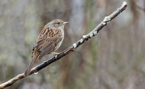 RAUTIAINEN VIIHTYY EDELLEEN SAUNAMME YMPÄRISTÖSSÄ