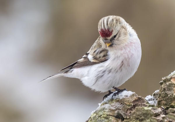 PARI-KOLME TUNDRAURPIAISTA ON JÄÄNYT SAAREEN