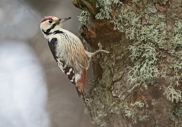 VALKOSELKÄTIKKA ILAHDUTTI RUOKAILEMALLA RANTALEPISSÄ
