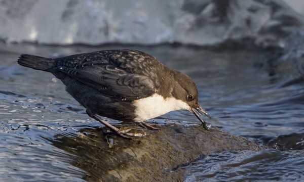 JOTAIN SYÖTÄVÄÄKIN LÖYTYI