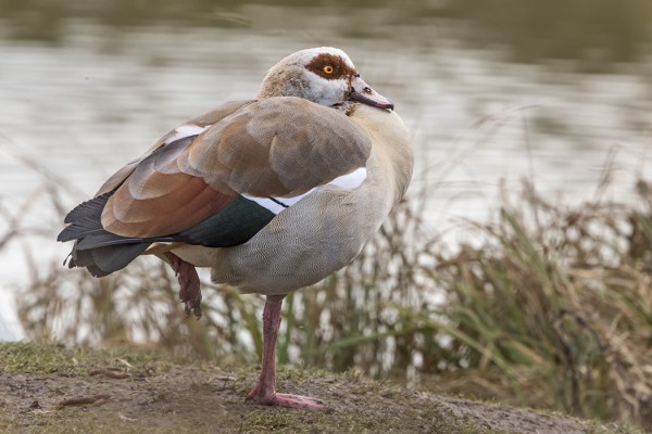 AFRIKANHANHIA NÄHTIIN LÄHES PÄIVITTÄIN