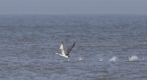 AMERIKANJÄÄKUIKASTA SAATIIN VAIN KAUKAA KUVIA