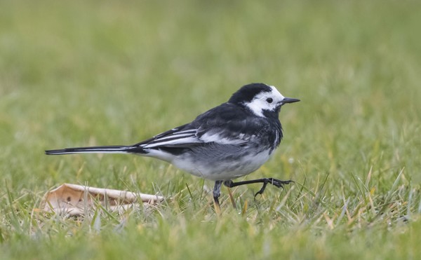 ENGLANNINVÄSTÄRÄKKEJÄ NÄHTIIN SEKÄ KOIRAITA ETTÄ NAARAITA