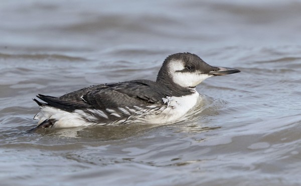 EKA KERTAA PÄÄSIN KUVAAMAAN TALVIPUKUISTA ETENLÄNKIISLAA 