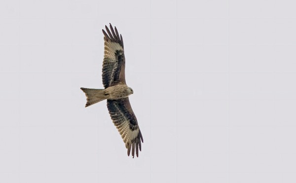 ISOHAARAHAUKKOJA ON ENGLANNISSA YLI 1000 PARIA