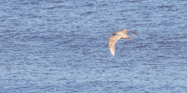 KAUKAA OTETTU DOKUMENTTIKUVA ISOLOKISTA