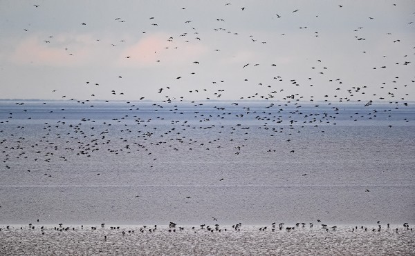 isosirri_02_Englanti_03_18