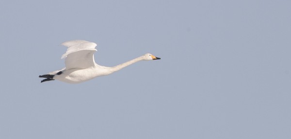 MUUTAMA LAULUJOUTSEN VIIHTYY KYHMYJOUTSENTEN JOUKOSSA