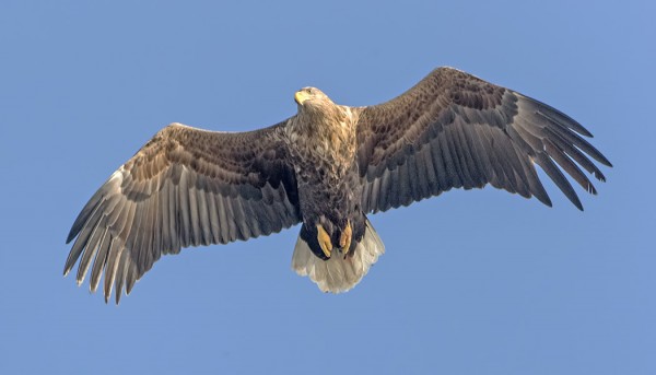 MERIKOTKIA PYÖRII RUNSAATI UTÖN YMPÄRILLÄ VESILINTUJA SAALISTELEMASSA