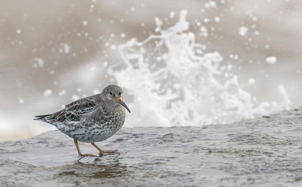 MERISIRRI ENGLANNIN ITÄISIMMILLÄ KIVILLÄ