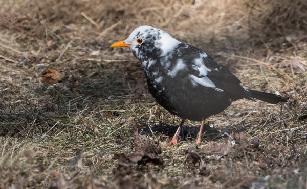 MUSTARASTAITA OLI SAAPUNUT RUNSAASTI MUUTOLTA JA NIIDEN JOUKOSSA OLI TÄLLAINEN VÄRIVIKAINEN YKSILÖ