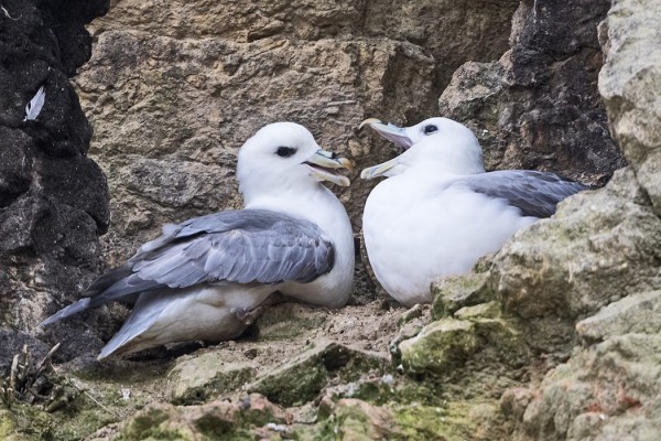 MYRSKYLINNUT PITIVÄT SOIDINTA REVIIREILLÄÄN