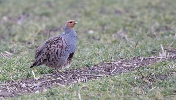 KOHDALLE OSUI MUUTAMIA PELTOPYITÄ