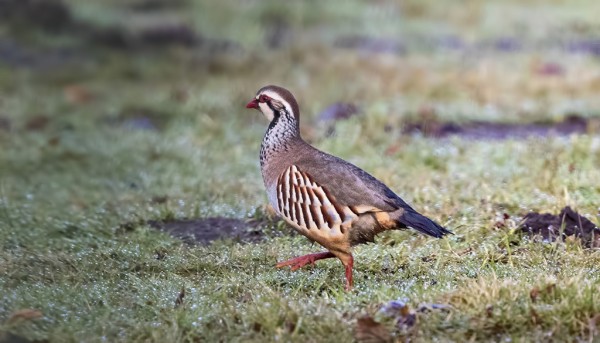 .. JA USEITA PUNAPYITÄ