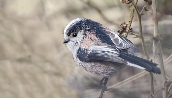 ROSACEUS-ALALAJIN PYRSTÖTIAISIA NÄHTIIN PÄIVITTÄIN