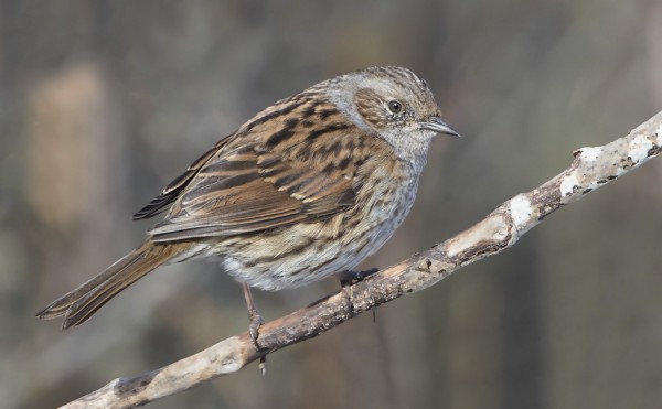 RAUTIAINEN ON ONNISTUNEESTI TALVEHTINUT TALVEN TUISKUISSA JA PAKKASISSA