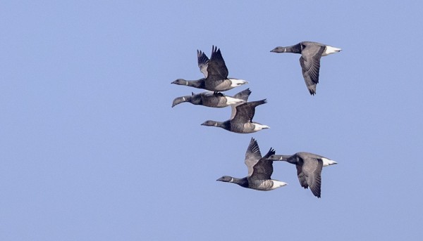 SEPELHANHIA ON NORFOLKIN ALUEELLA TUHANSITTAIN